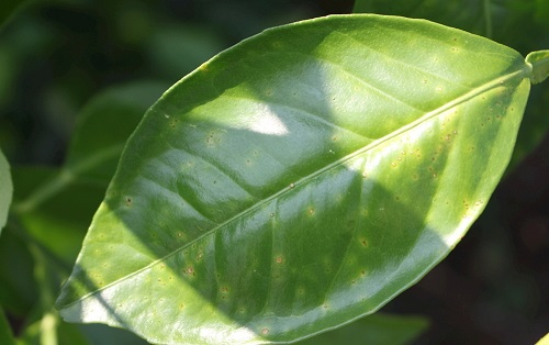 葉面積分析儀有什么作用？葉面積儀更好的分析植物長(zhǎng)勢(shì)