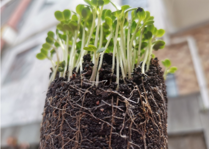 根系分析儀是什么？植物根系掃描系統(tǒng)可測(cè)量范圍介紹