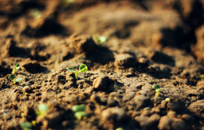 種子發(fā)芽箱溫度怎樣設(shè)定？種子發(fā)芽箱使用說(shuō)明