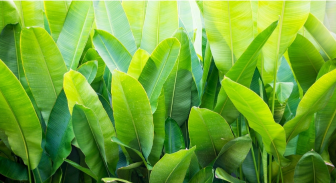 葉綠素測定儀出現(xiàn)死機(jī)狀態(tài)怎么辦？（葉綠素測定儀的故障處理）