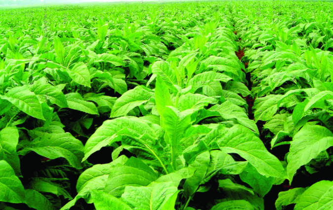 土壤溫度測定儀多錢一臺？土壤溫度測定儀的型號規(guī)格