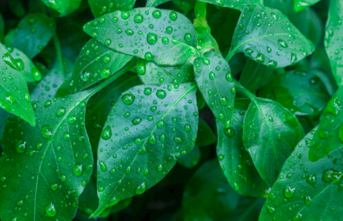 植物光合作用測定儀測定之前該如何選擇葉片？