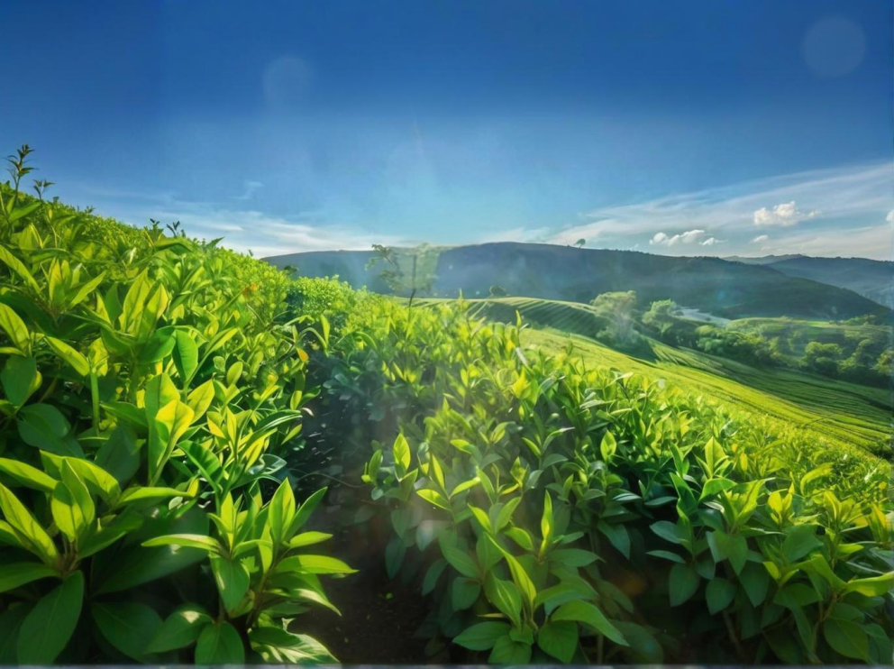 荼葉生產(chǎn)地配置了萊恩德農(nóng)藥殘留檢測儀，提升茶葉銷售市場