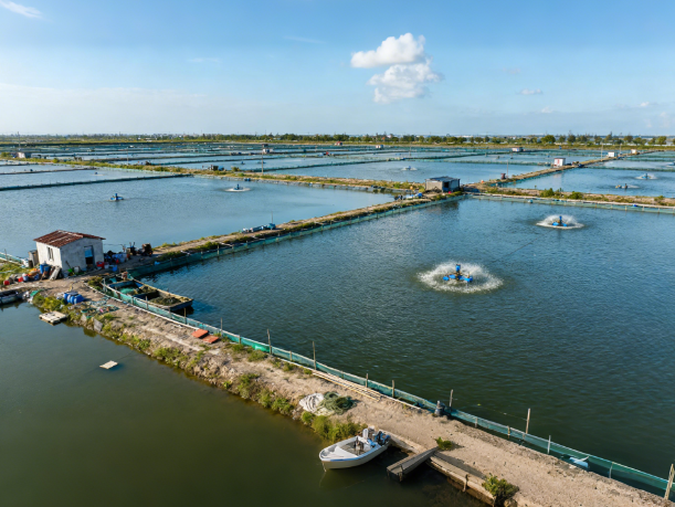 水產(chǎn)品抗生素檢測的國家標(biāo)準(zhǔn)有哪些?水產(chǎn)抗生素檢測行業(yè)的市場規(guī)模有多大?